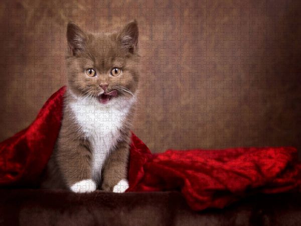 Produktbild: CALVENDO Puzzle Ein Motiv aus dem Kalender Kittens - Britisch Kurzhaar Katzenkinder | 1000 Teile Lege-Gr&ouml;&szlig;e 64x48cm Foto-Puzzle f&uuml;r gl&uuml;ckliche Stunden