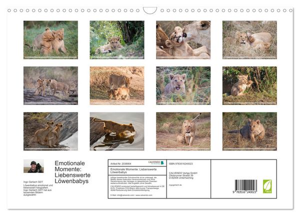 Produktbild: Emotionale Momente: Liebenswerte L&ouml;wenbabys (Wandkalender 2026 DIN A3 quer), CALVENDO Monatskalender