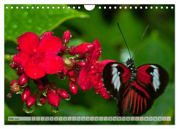 Produktbild: Schmetterlinge - zarte Gesch&ouml;pfe der Natur (Wandkalender 2026 DIN A4 quer), CALVENDO Monatskalender