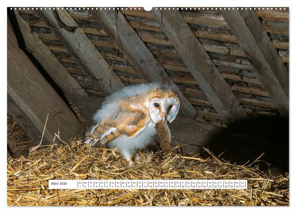 Produktbild: Das Leben der Eulen, die Damen der Nacht (hochwertiger Premium Wandkalender 2026 DIN A2 quer), Kunstdruck in Hochglanz
