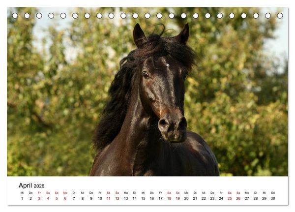 Produktbild: Pferde - im Galopp durch's Jahr 2026 (Tischkalender 2026 DIN A5 quer), CALVENDO Monatskalender