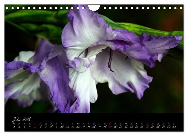 Produktbild: Soul-Jazz - Visuelle Musik der Blumen (Wandkalender 2026 DIN A4 quer), CALVENDO Monatskalender