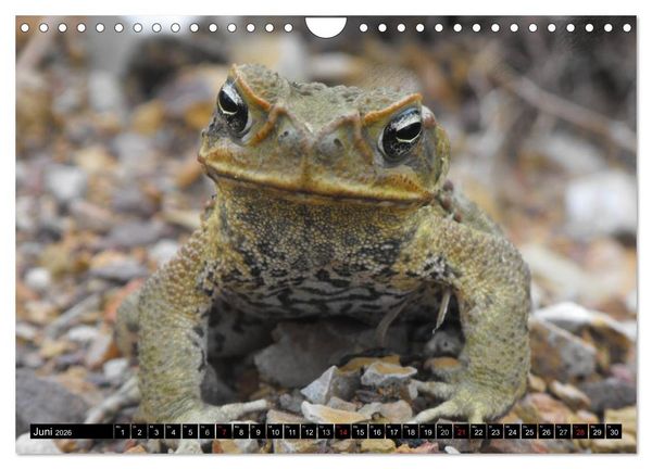 Produktbild: Australiens Tierwelt (Wandkalender 2026 DIN A4 quer), CALVENDO Monatskalender