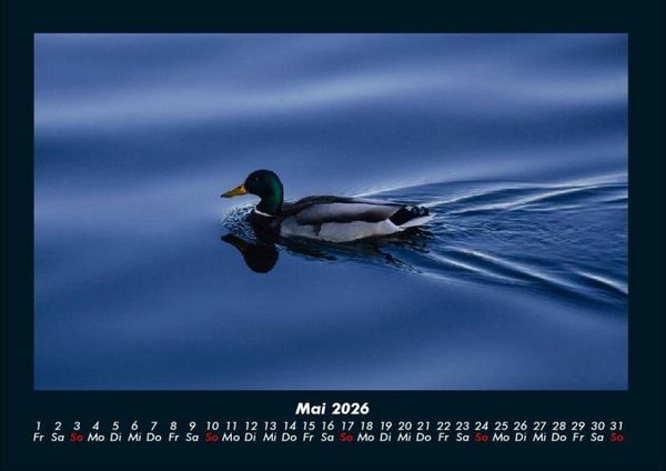 Produktbild: Enten 2026 Fotokalender DIN A4