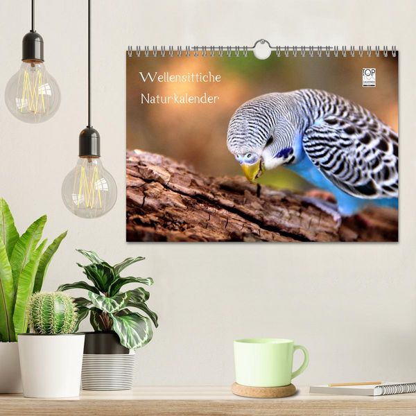 Produktbild: Wellensittiche - Naturkalender (Wandkalender 2026 DIN A4 quer), CALVENDO Monatskalender