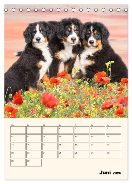 Produktbild: Traumhaft sch&ouml;n - Der Berner Sennenhund (Tischkalender 2026 DIN A5 hoch), CALVENDO Monatskalender