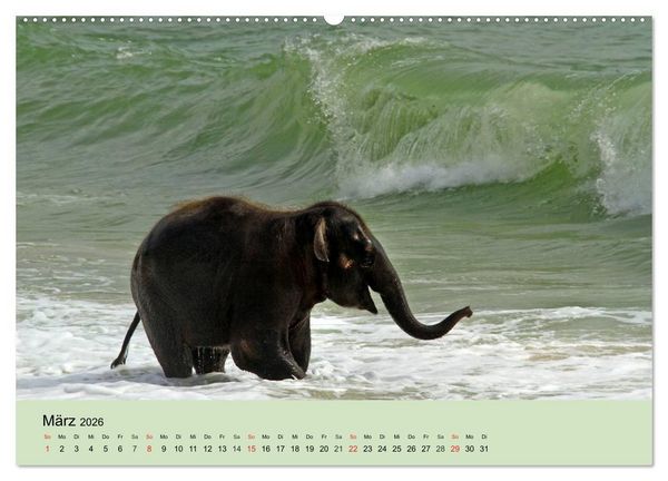 Produktbild: Elefanten. Badespa&szlig; am Strand (Wandkalender 2026 DIN A2 quer), CALVENDO Monatskalender