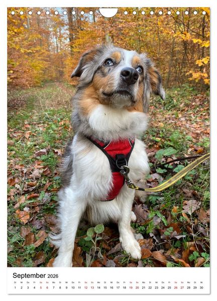 Produktbild: Hermine - Ein Jahr mit einem Mini Australian Shepherd (Wandkalender 2026 DIN A4 hoch), CALVENDO Monatskalender