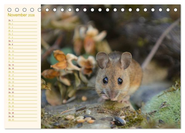Produktbild: Gr&uuml;sse von der Maus! (Tischkalender 2026 DIN A5 quer), CALVENDO Monatskalender