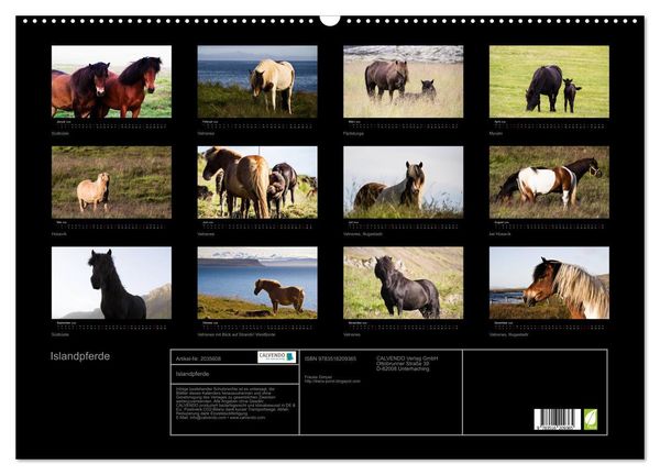 Produktbild: Islandpferde (Wandkalender 2026 DIN A2 quer), CALVENDO Monatskalender