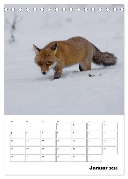 Produktbild: Rotfuchs - Impressionen (Tischkalender 2026 DIN A5 hoch), CALVENDO Monatskalender
