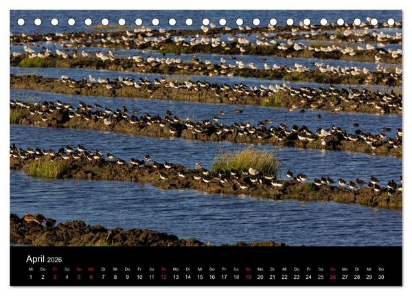 Produktbild: Pellworm 2026 (Tischkalender 2026 DIN A5 quer), CALVENDO Monatskalender