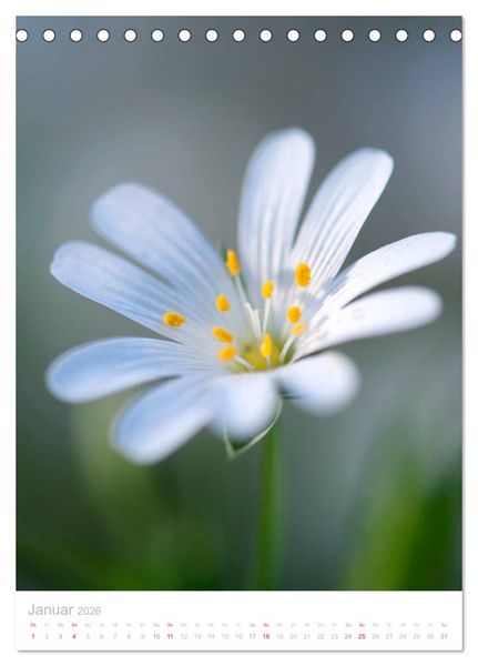 Produktbild: Wiesenblumen (Tischkalender 2026 DIN A5 hoch), CALVENDO Monatskalender