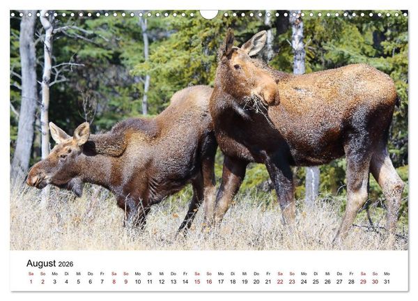 Produktbild: Alaska und West-Kanada (Wandkalender 2026 DIN A3 quer), CALVENDO Monatskalender