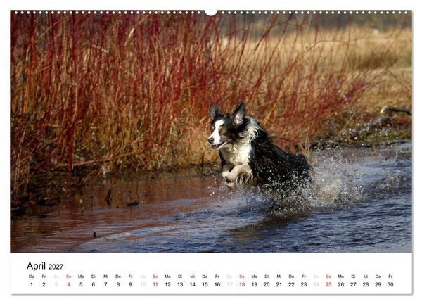 Produktbild: Australian Shepherd - Traum auf vier Pfoten (Wandkalender 2027 DIN A2 quer), CALVENDO Monatskalender