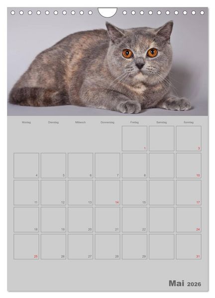 Produktbild: Britisch Kurzhaar Katzen - Planer (Wandkalender 2026 DIN A4 hoch), CALVENDO Monatskalender