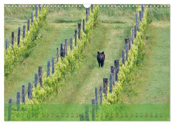 Produktbild: Wilde Toskana - von Ren&eacute; Schaack (Wandkalender 2026 DIN A3 quer), CALVENDO Monatskalender
