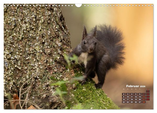 Produktbild: Das Eurasische Eichh&ouml;rnchen - Kunterbuntes Waldtreiben (Wandkalender 2026 DIN A3 quer), CALVENDO Monatskalender