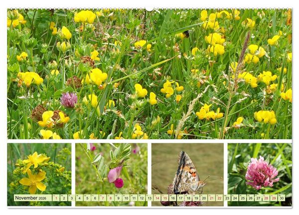 Produktbild: Bl&uuml;tenmeer am Wegesrand (hochwertiger Premium Wandkalender 2026 DIN A2 quer), Kunstdruck in Hochglanz