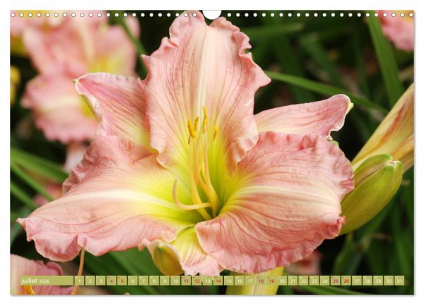 Produktbild: Lys d'un jour (Calendrier mural 2026 DIN A3 vertical), CALVENDO calendrier mensuel