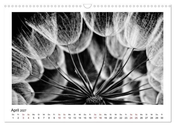 Produktbild: Die grafische Sch&ouml;nheit der Pflanzen &ndash; Schwarz-Wei&szlig; (Wandkalender 2027 DIN A3 quer), CALVENDO Monatskalender