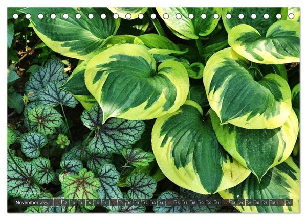 Produktbild: Hosta Staude mit Herz (Tischkalender 2026 DIN A5 quer), CALVENDO Monatskalender