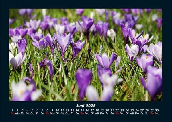 Produktbild: Blumenkalender 2025 Fotokalender DIN A4