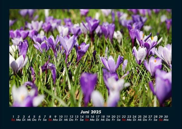 Produktbild: Blumenkalender 2025 Fotokalender DIN A4