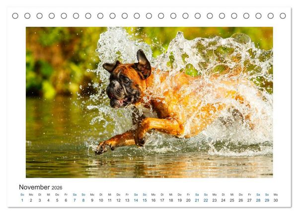 Produktbild: Deutscher Boxer - Boxer im Wasser 2026 (Tischkalender 2026 DIN A5 quer), CALVENDO Monatskalender