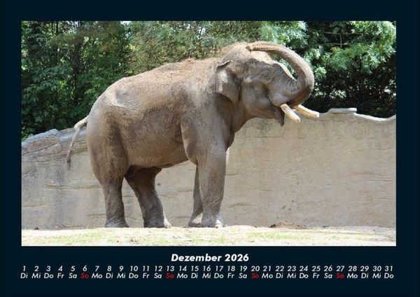 Produktbild: Elefanten - Die sanften Riesen Afrikas 2026 Fotokalender DIN A4