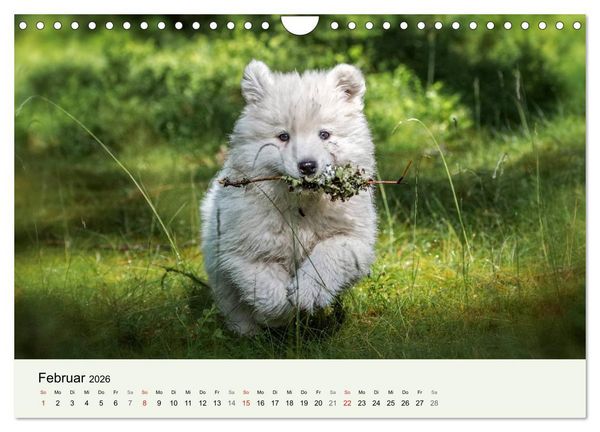 Produktbild: Kleine Samojeden - Eisb&auml;rchen Abenteuer im M&auml;rchenwald (Wandkalender 2026 DIN A4 quer), CALVENDO Monatskalender
