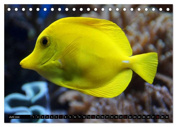 Produktbild: Fische und Meerestiere (Tischkalender 2026 DIN A5 quer), CALVENDO Monatskalender