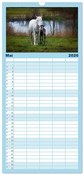 Produktbild: Familienplaner 2026 - Wei&szlig;e Pferde der Camargue in Bayern mit 5 Spalten (Wandkalender, 21 x 45 cm) CALVENDO