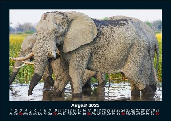 Produktbild: Elefanten 2025 Fotokalender DIN A5