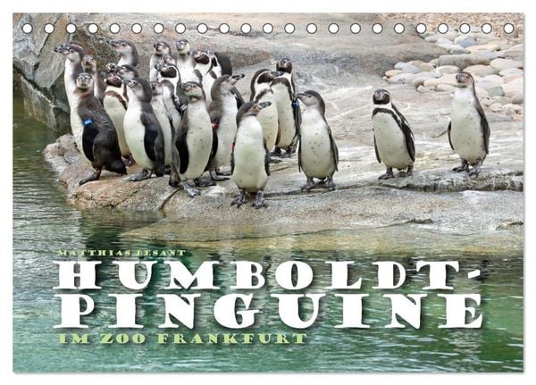 HUMBOLDTPINGUINE (Tischkalender 2025 DIN A5 quer), CALVENDO Monatskalender