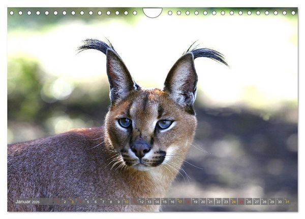 Produktbild: Katzen Afrikas (Wandkalender 2026 DIN A4 quer), CALVENDO Monatskalender