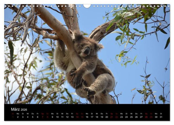 Produktbild: Australian Wildlife (Wandkalender 2026 DIN A3 quer), CALVENDO Monatskalender