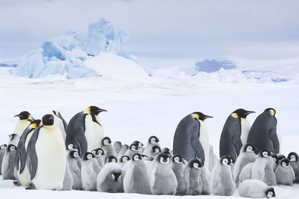 Produktbild: Die Reise der Pinguine 2 - Der Weg des Lebens