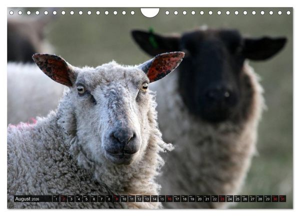 Produktbild: Sheep Portraits (Wall Calendar 2026 DIN A4 landscape), CALVENDO 12 Month Wall Calendar