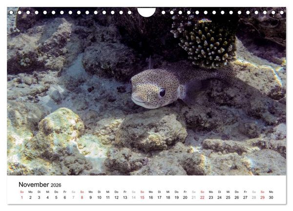 Produktbild: Unterwasserwelt der Malediven III (Wandkalender 2026 DIN A4 quer), CALVENDO Monatskalender