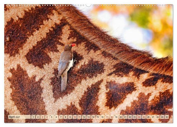 Produktbild: Afrikas Vogelwelt 2027 (Wandkalender 2027 DIN A2 quer), CALVENDO Monatskalender