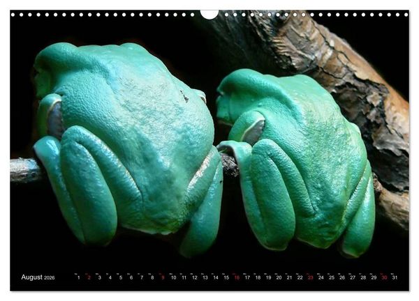Produktbild: Fr&ouml;sche. Quakend durchs Leben (Wandkalender 2026 DIN A3 quer), CALVENDO Monatskalender