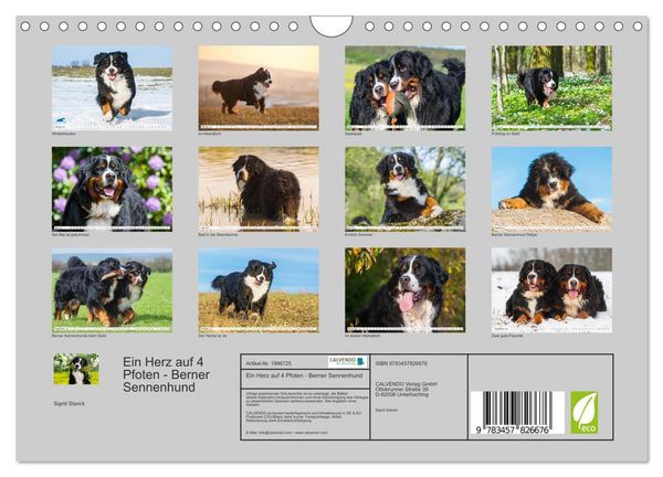Produktbild: Ein Herz auf 4 Pfoten - Berner Sennenhund (Wandkalender 2026 DIN A4 quer), CALVENDO Monatskalender