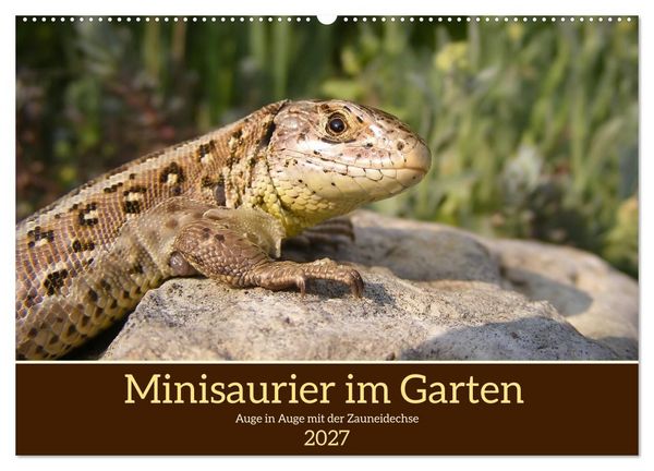 Produktbild: Minisaurier im Garten (Wandkalender 2027 DIN A2 quer), CALVENDO Monatskalender