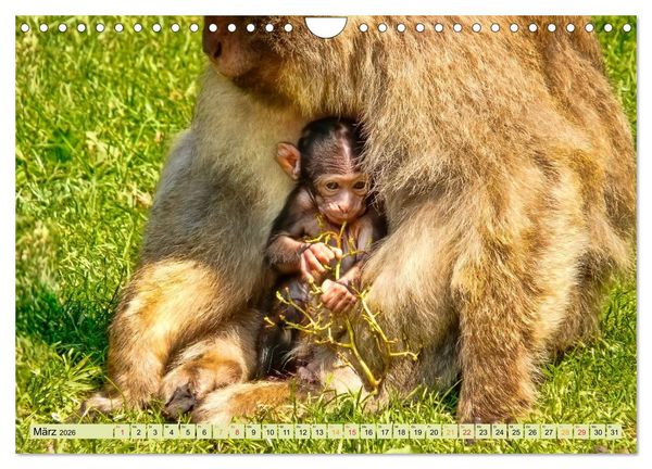 Produktbild: Affen - Affenkinder (Wandkalender 2026 DIN A4 quer), CALVENDO Monatskalender