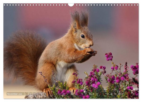 Produktbild: Eichh&ouml;rnchen Momentaufnahmen f&uuml;rs Herz (Wandkalender 2026 DIN A3 quer), CALVENDO Monatskalender