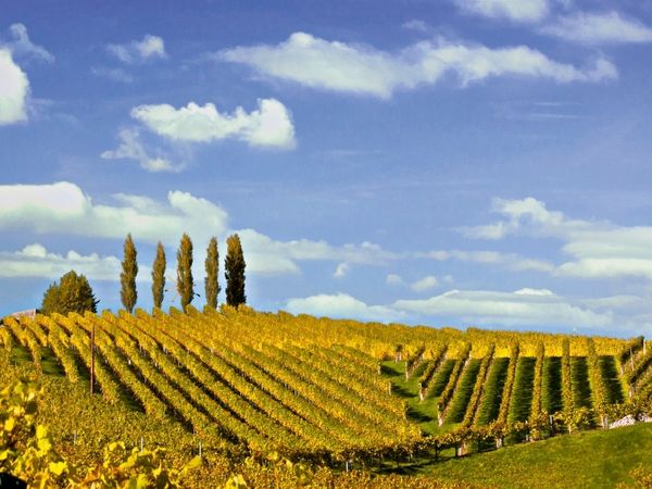 Produktbild: CALVENDO Puzzle Weinberg im Gebiet von Glanz in der S&uuml;dsteiermark | 1000 Teile Lege-Gr&ouml;&szlig;e 64x48cm Foto-Puzzle f&uuml;r gl&uuml;ckliche Stunden