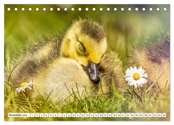 Produktbild: Flauschige Momente! Enten- und G&auml;nsek&uuml;ken im Jahreslauf (Tischkalender 2026 DIN A5 quer), CALVENDO Monatskalender