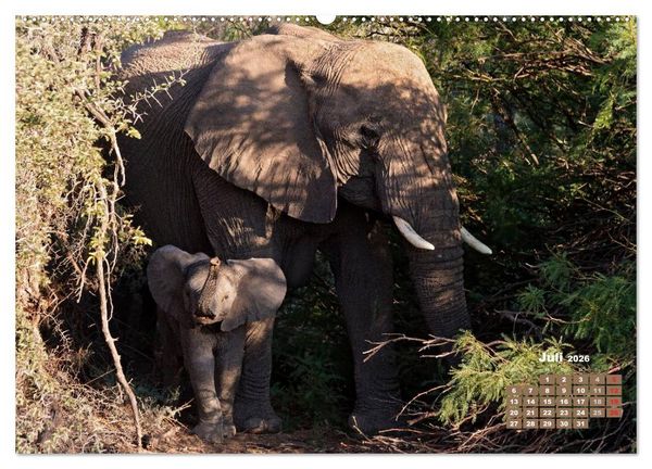 Produktbild: Afrikas Tierwelt: Elefantenbabys (Wandkalender 2026 DIN A2 quer), CALVENDO Monatskalender