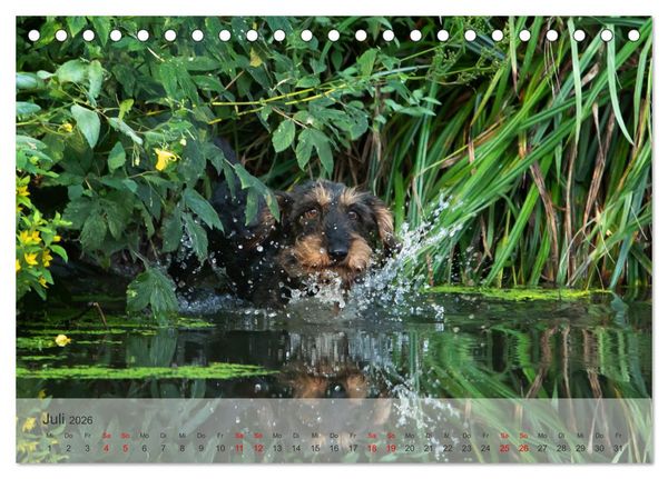 Produktbild: Treue Jagdgef&auml;hrten - Kleine Jagdhunde im Einsatz (Tischkalender 2026 DIN A5 quer), CALVENDO Monatskalender